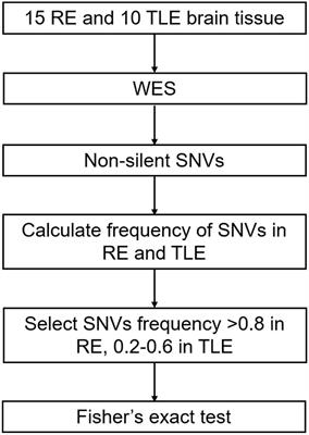 Genetic Factors in Rasmussen’s Encephalitis Characterized by Whole-Exome Sequencing